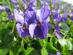 Viola odorata