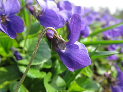 Viola odorata