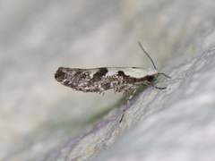 Argyresthia austerella