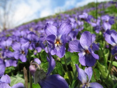 Viola odorata