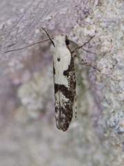 Argyresthia austerella