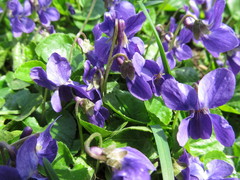 Viola odorata