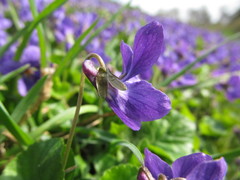 Viola odorata