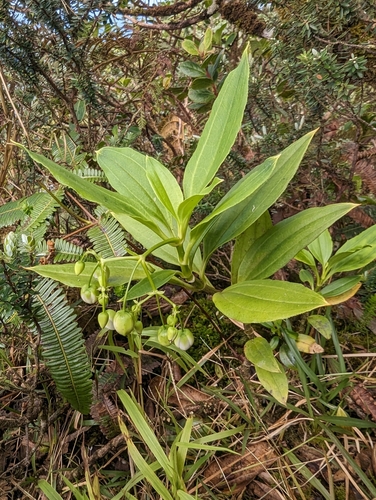 Schiedea trinervis