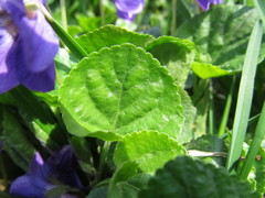 Viola odorata