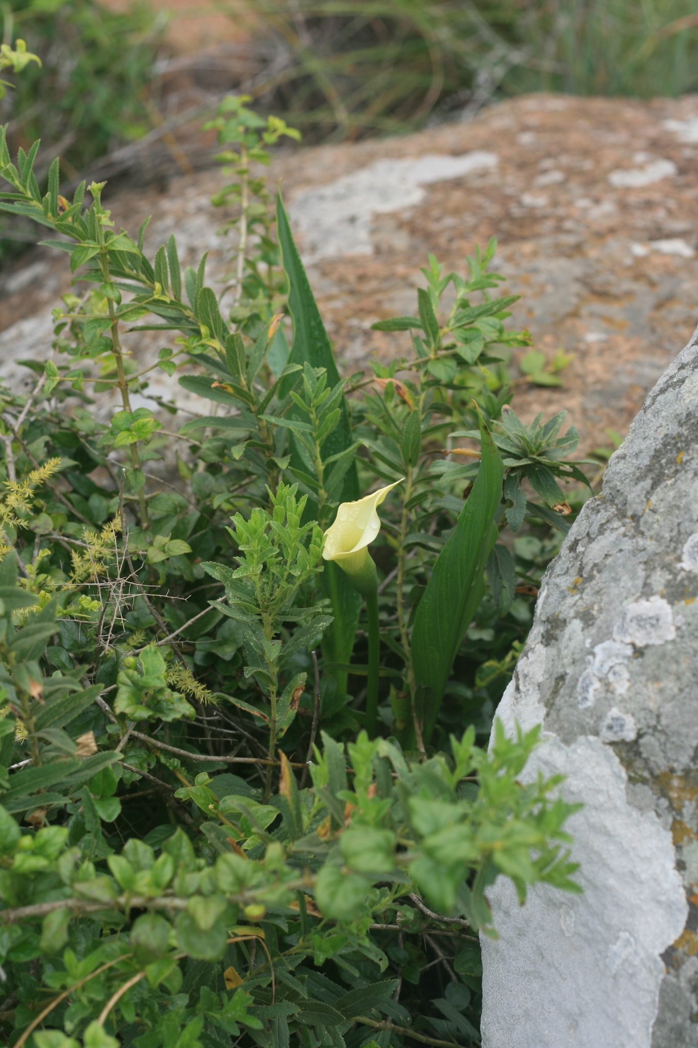 Imagem de Lírio de Calla