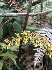Epidendrum cylindraceum