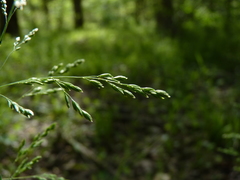 Poa autumnalis