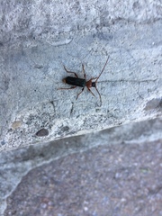 Phymatodes testaceus