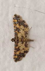 Eurrhyparodes tricoloralis
