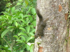 Microsciurus