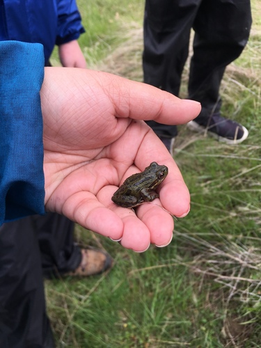 iNaturalist observation photo of Pacific chorus frog