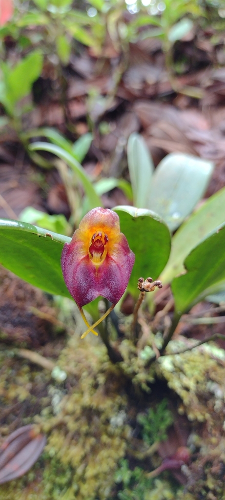 Masdevallia teaguei