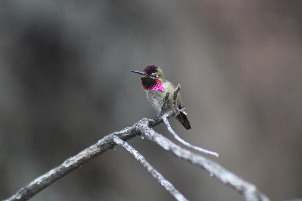 Anna's Hummingbird from Riverbend Sabino Canyon Road, Catalina