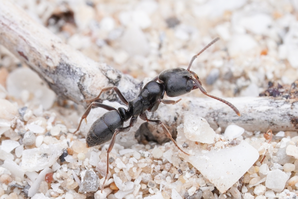 Samsum Ant
