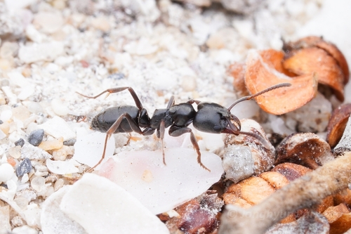 Samsum Ant photo 3