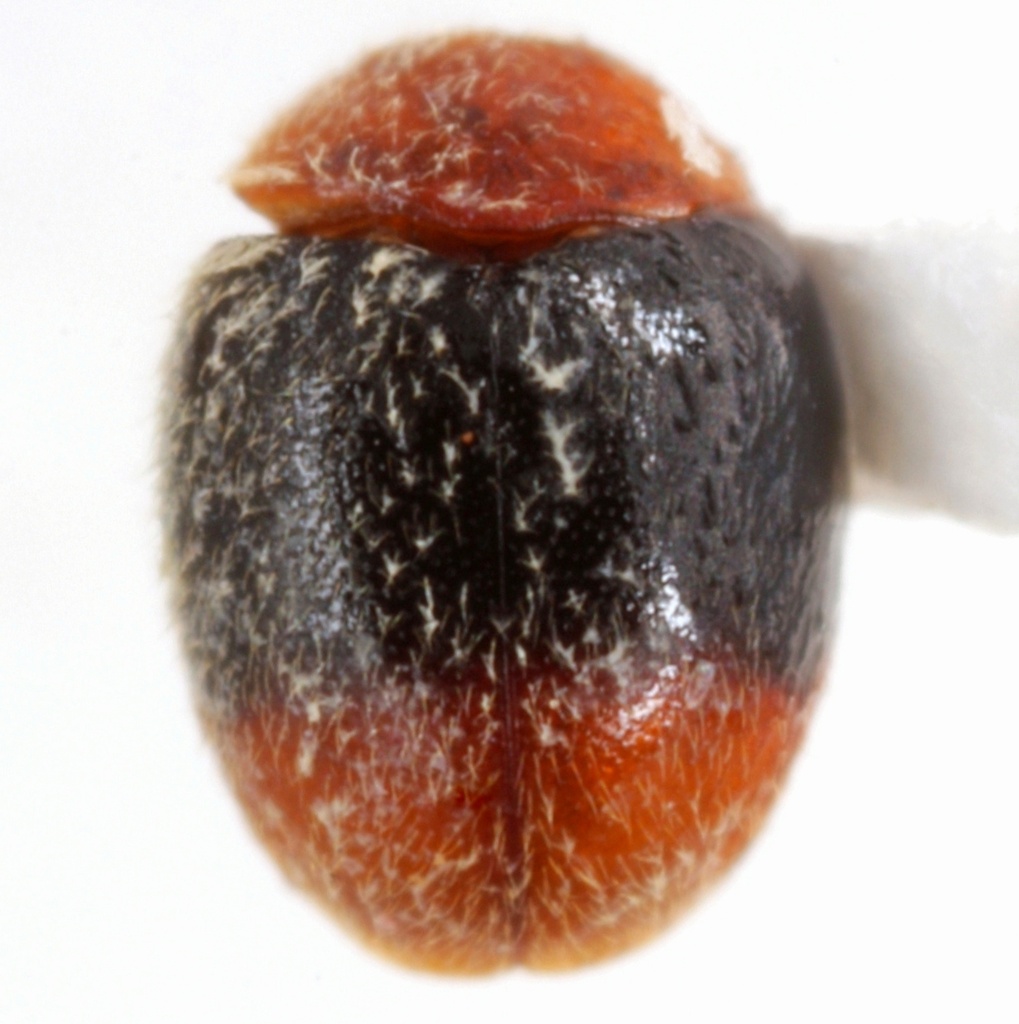 Scymnus semiruber