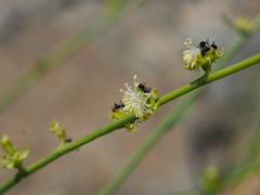 Ochradenus aucheri