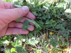 Trifolium reflexum