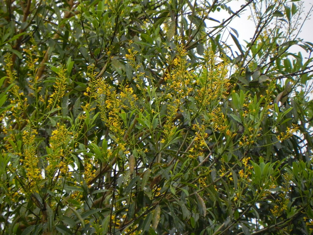 Vochysia haenkeana (Vochysia haenkeana)