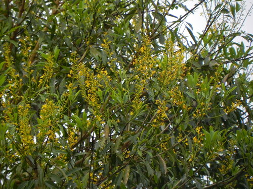 Vochysia haenkeana (Vochysia haenkeana)