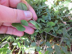 Trifolium reflexum