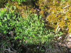Trifolium reflexum
