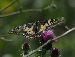 Papilio machaon