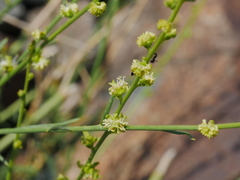 Ochradenus aucheri