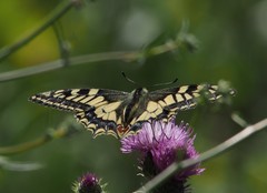 Papilio machaon