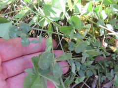 Trifolium reflexum