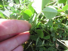 Trifolium reflexum