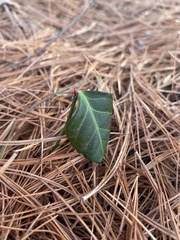 Euonymus fortunei — photo 2