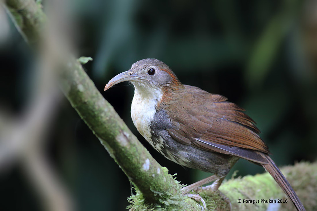 Erythrogenys hypoleucos hypoleucos from Dehing Patkai WLS, Assam on 2016년 03월 24일 (목) by porag ·  iNaturalist  Subspecies... 