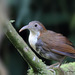 Large Scimitar-Babbler - Photo (c) porag, some rights reserved (CC BY-NC)