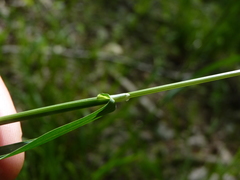 Poa autumnalis