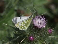 Euchloe insularis