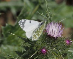 Euchloe insularis