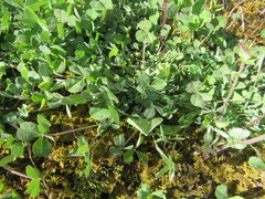 Trifolium reflexum