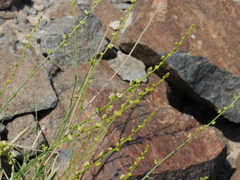 Ochradenus aucheri