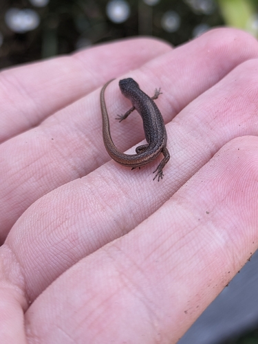 Southern Weasel Skink, Saproscincus mustelinus