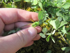 Trifolium reflexum