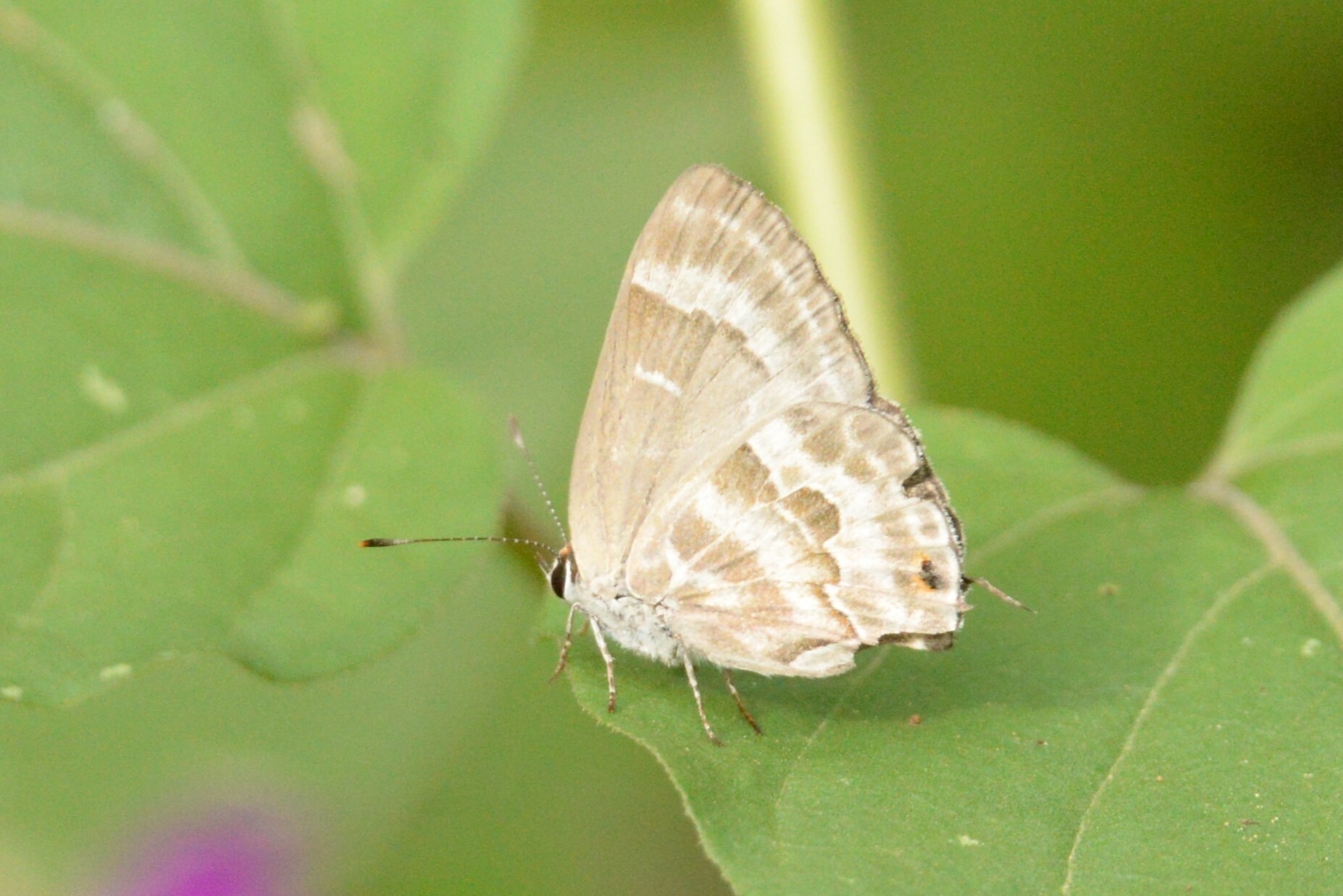 Thecla yojoa image