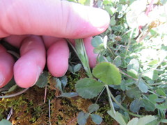 Trifolium reflexum