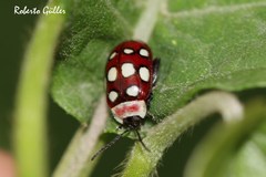 Alagoasa decemguttata