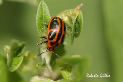 Plagiodera saltensis