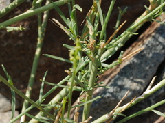 Ochradenus aucheri