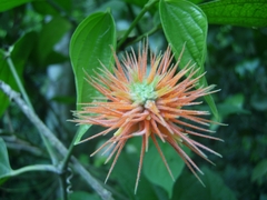 Gurania makoyana image
