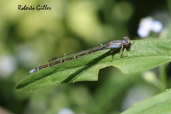 Acanthagrion lancea