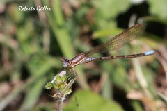 Argia jujuya